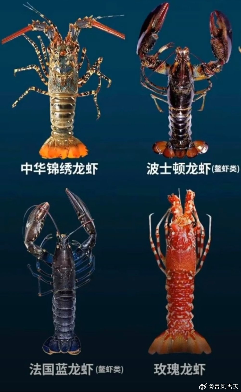 京东卖的百年龙虾嫩吗理论上，像美洲螯龙虾这样的品种，能活50到100年，甚至有