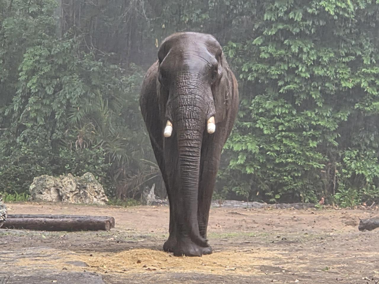 第一次觉得大象看上去很流线。