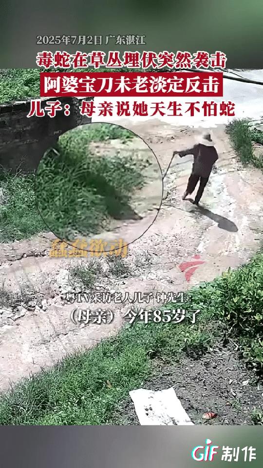 这个老人好厉害！广东湛江一老人拄着拐杖走在乡村小路上，不料一条毒蛇紧跟着她进来埋