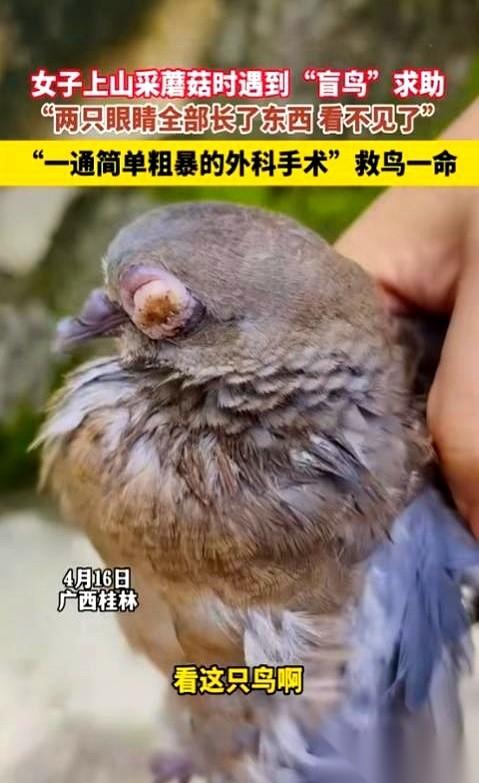 开水烫剪刀，云南白药粉末止血。一场在农家厨房里进行的“外科手术”，患者是只快饿