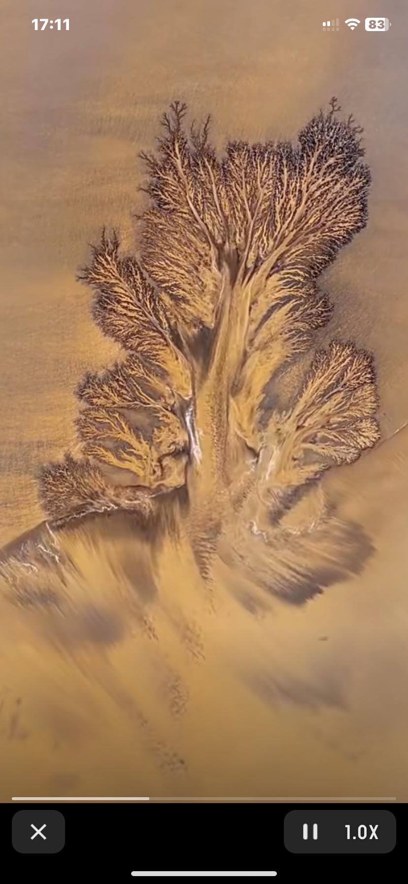 钱塘江“潮汐树”刷屏！大自然的鬼斧神工，秒杀一切水墨画12月5日，浙江海宁钱塘