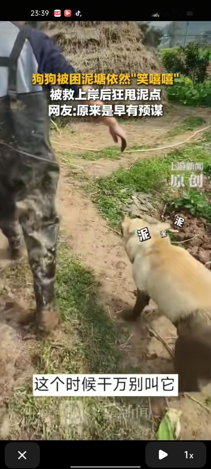 2月14日，成都市金堂县。网友发视频称，他们找狗到处都没找到，后来发现它掉在亲戚