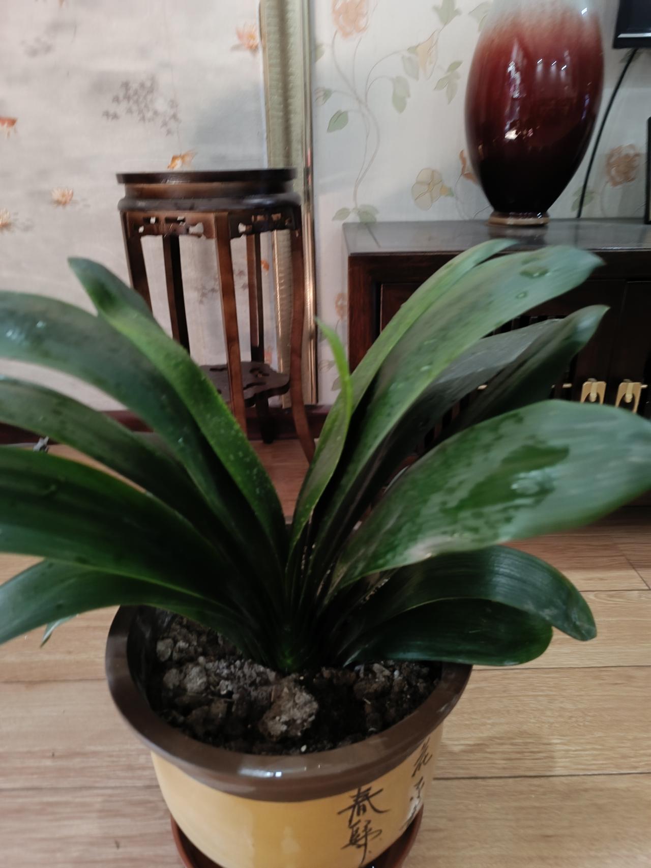 这几天大家都在晒青菜，我想晒晒花，晒青菜太俗气了，晒花能相互学到养花的经验。