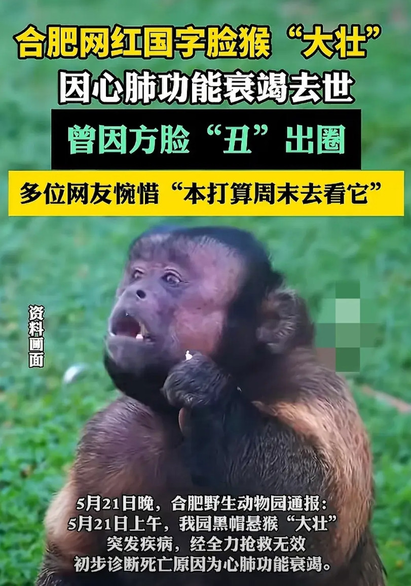 合肥野生动物园这次损失大了自国字脸猴子大壮火出圈后，全国人民纷纷慕名而去，不