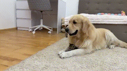 笑到劈叉！狗狗偷走小猫当宝贝，猫妈上门讨要，结果秒变“倒贴式攀亲”！家人们