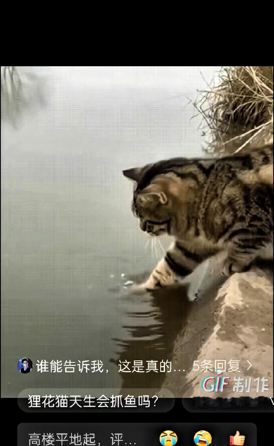 “万万没想到！″一只狸花猫，站在河边，直接把一只爪子放进水里，任谁看了都以为它只