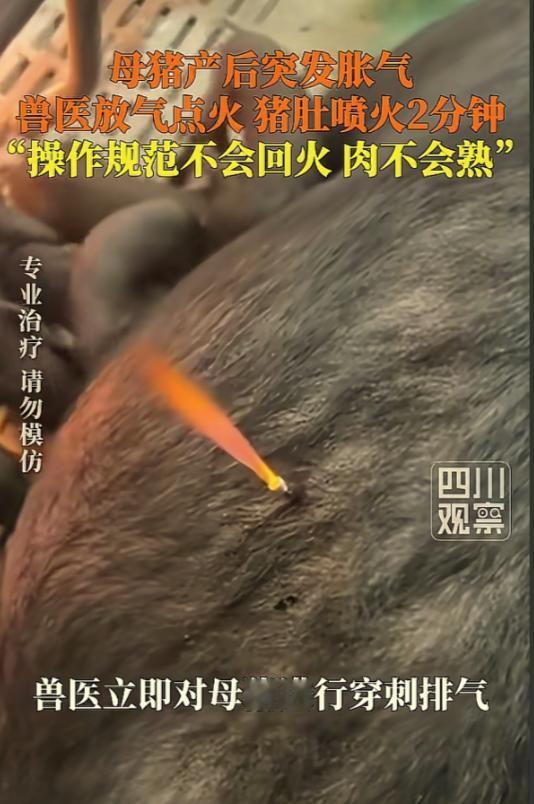 5月2日四川观察报道，谁见过给猪治病还能“喷火”的？贵州安顺一户农家母猪产后突发