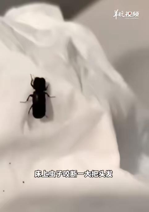防不胜防！广西桂林，一女子早上醒来感觉脸上脖子上刺挠得厉害，像刚理完发沾了一身碎