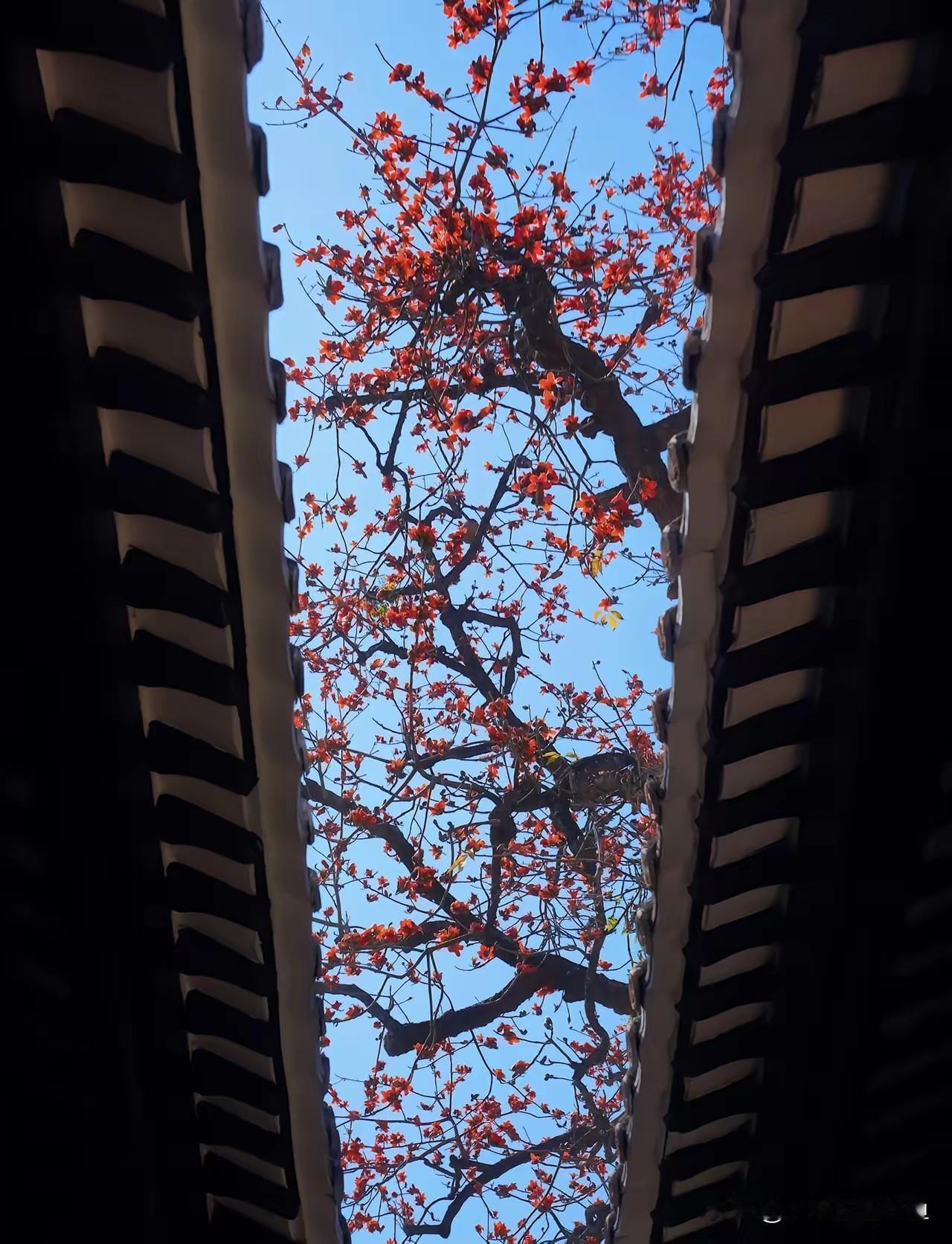 广州赏花攻略：7个藏在烟火里的春天，本地人私藏不挤秘诀农讲所的红墙爬满炮仗