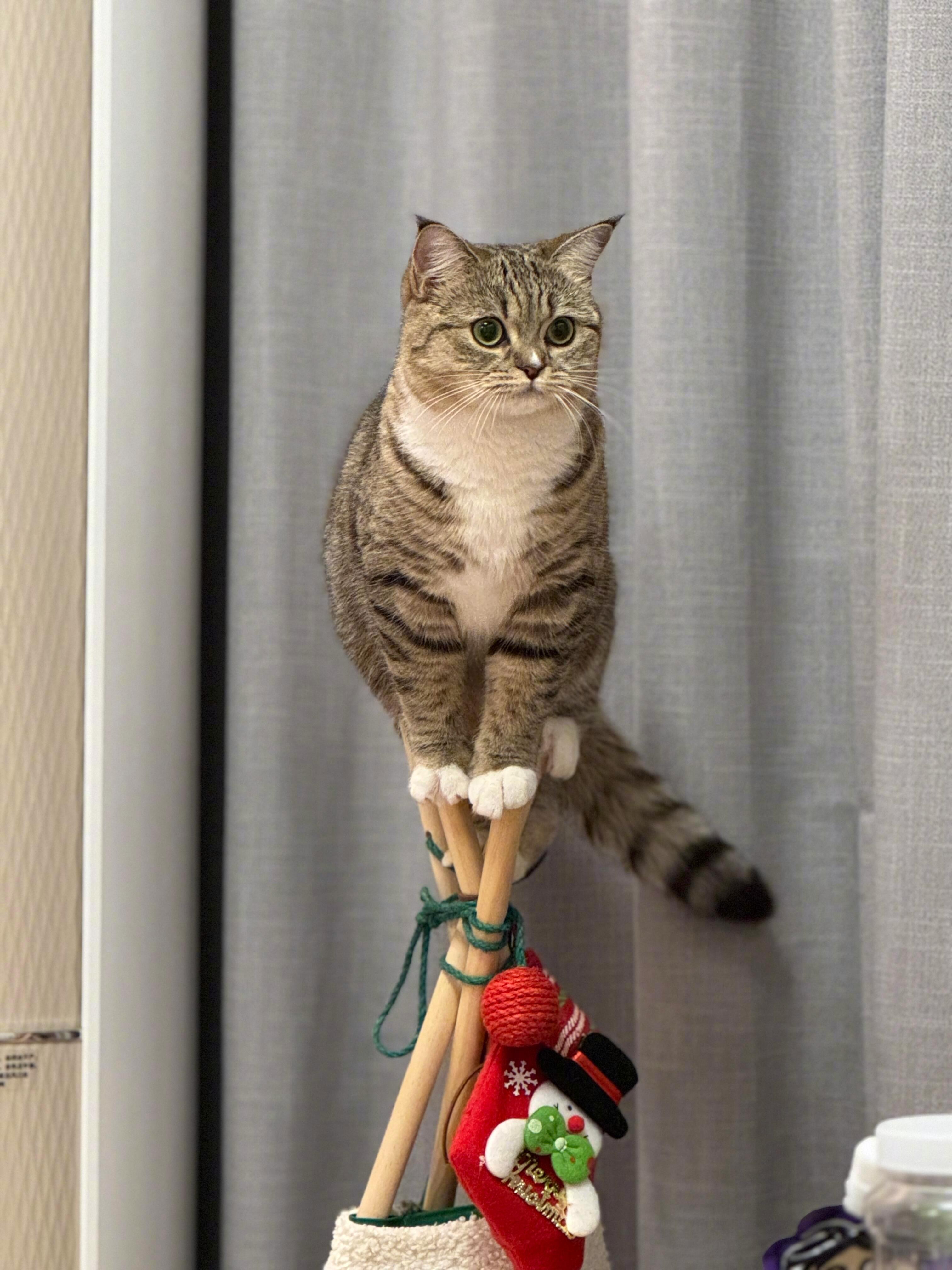 小猫在线表演杂技​​​