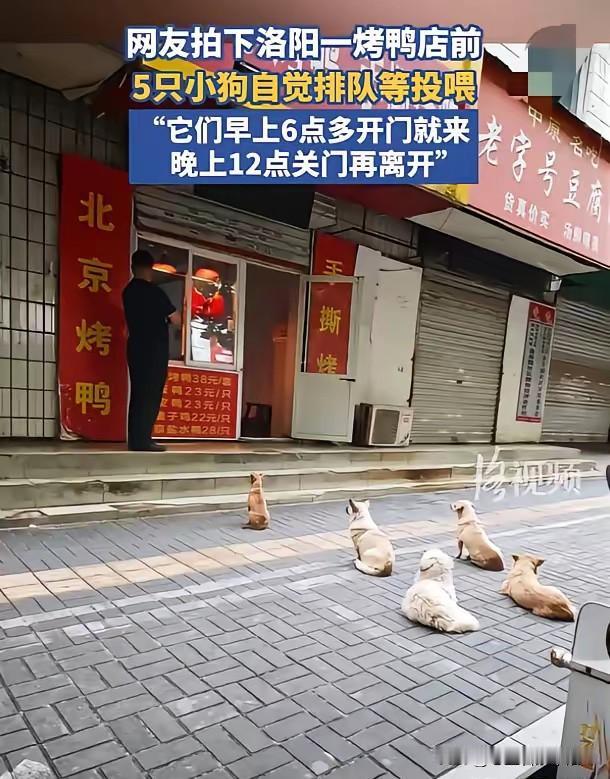 “连小狗都知道排队！”，近日一位网友在河南洛阳拍下了很有意思的一幕，在一家烤鸭店