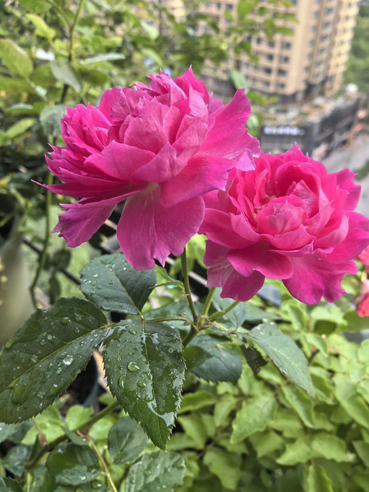 如果只种一棵月季，你会选什么？我的选择不是果汁阳台，而是这个，常年在我阳台上