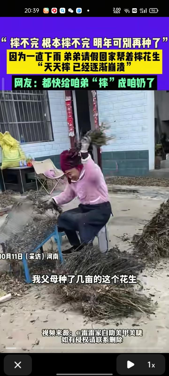 10月11日，开封市通许县。网友发视频表示，父母种了几亩花生，因为一直下雨弟弟请