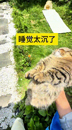 看到这个视频，我真是笑岔气！这猫心咋恁大嘞，跑到院儿里草丛里睡得那叫一个沉，跟个
