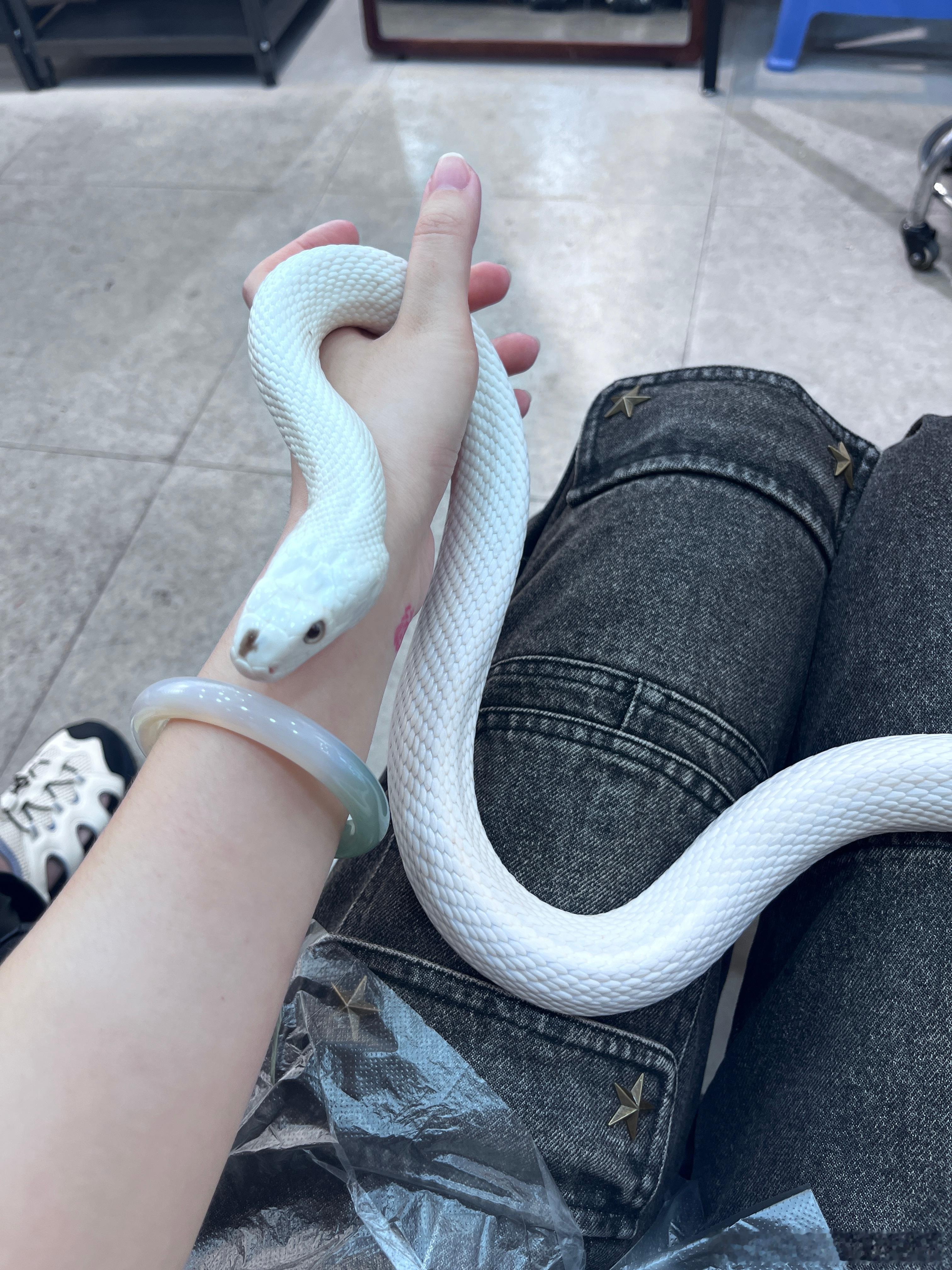 还是蛇肥肥小白