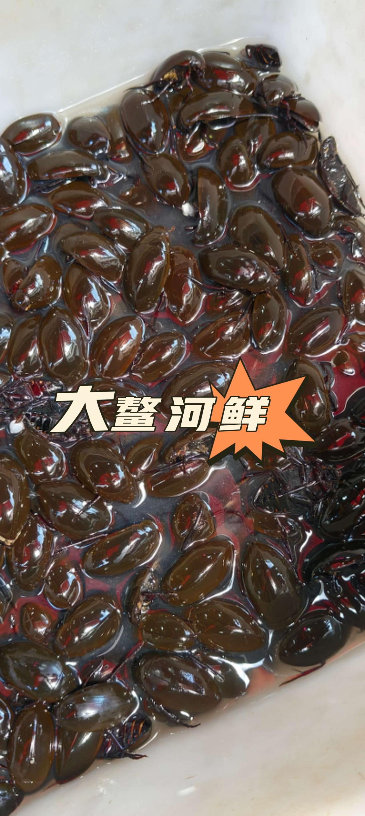 、毛蚬，禾虫准备上市。海鲜、奇怪美食还得看大鳌，大鳌还有卖竹虫的舌尖上的美食收