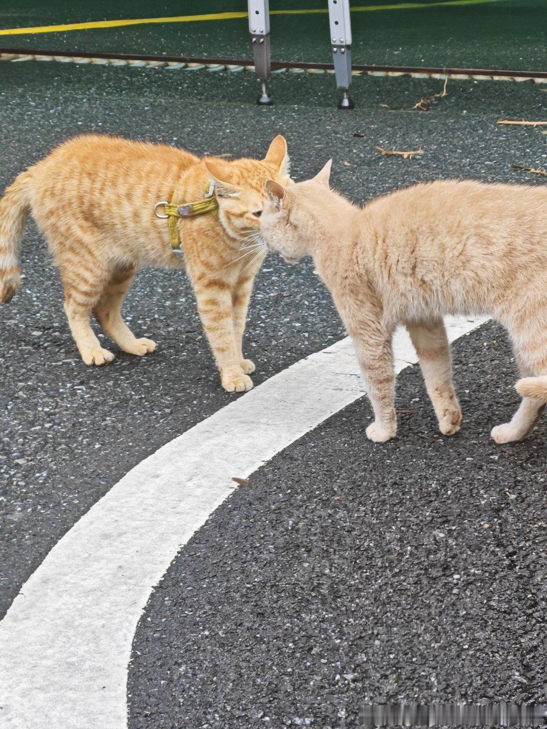 猫在吵架