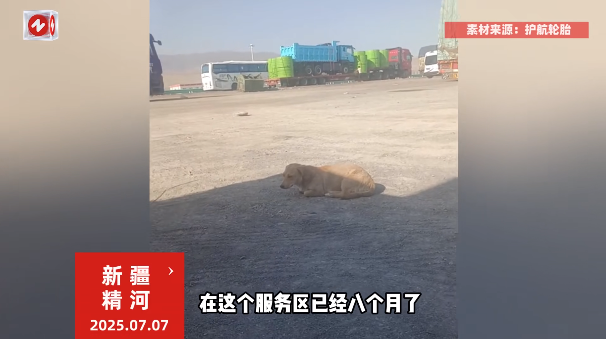 太有灵性了！”7月7日，新疆精河，一只小狗在高速服务区守候了8个月，等待它的主人