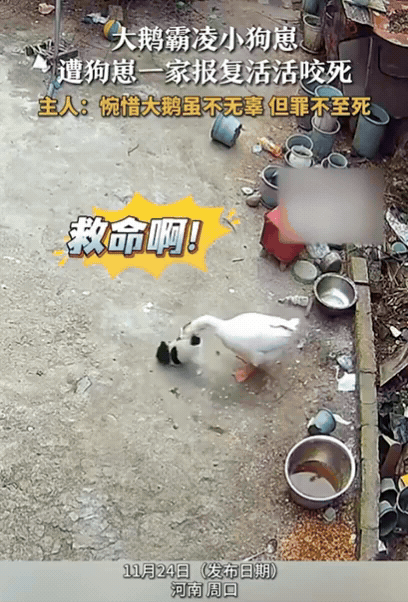 “这下村霸也栽了！”河南周口，女子回家时发现自家的大鹅倒在院子里，已经没了气息。