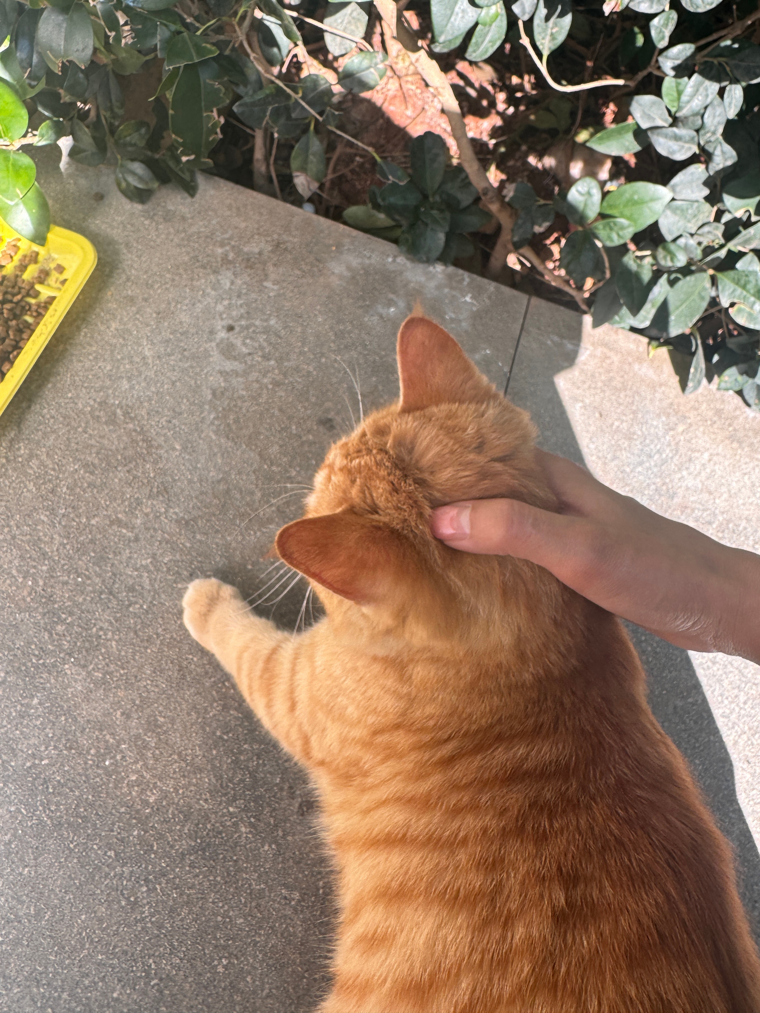 给流浪猫买了个窝冬天太冷了