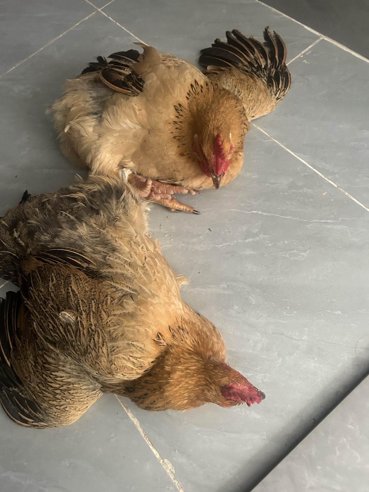 海南的暖，果然不止阳光！来海南过第二个年，被房东阿婆的“硬核”年礼整破防了！