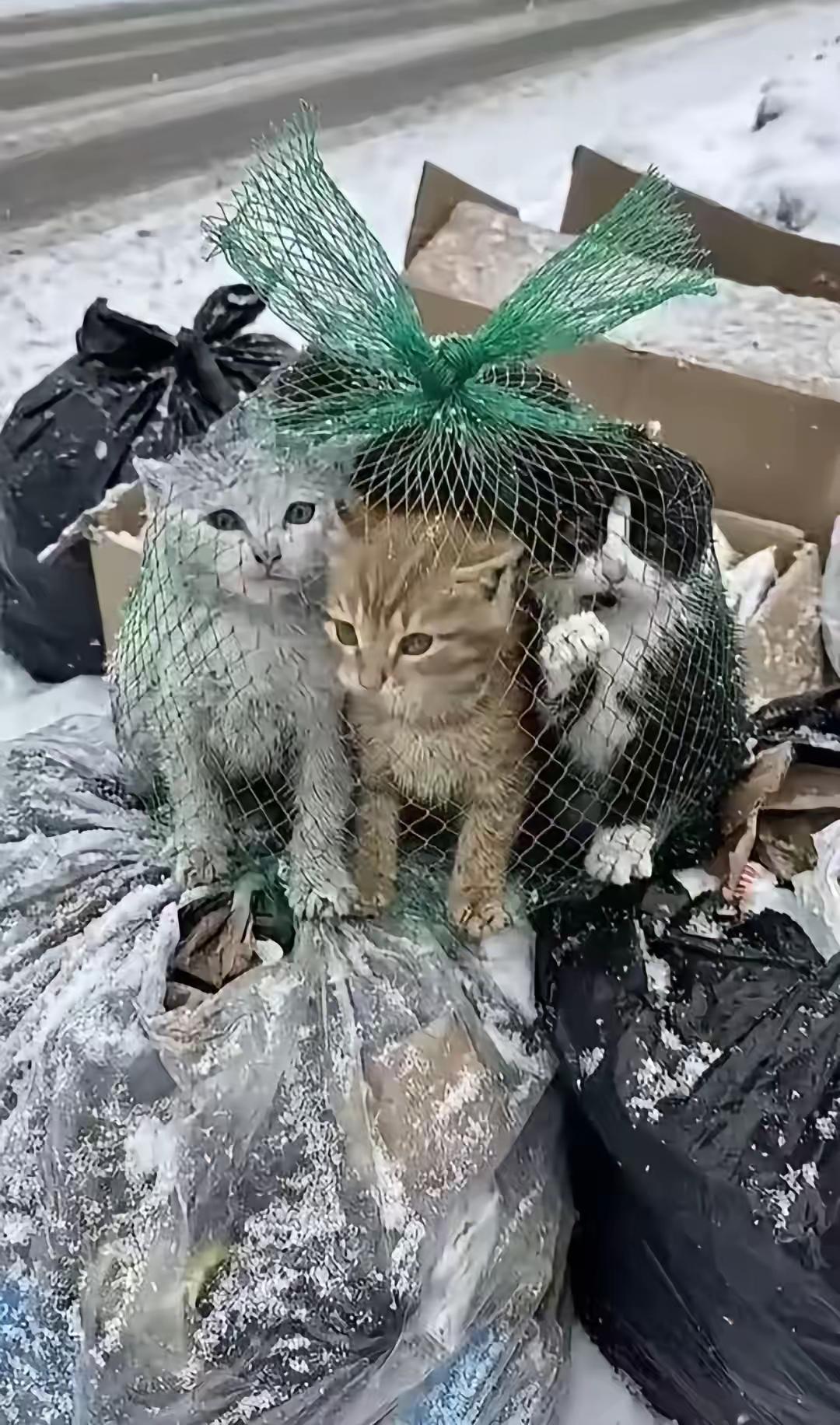 太残忍了！大雪天居然有人把四只小奶猫装网袋打死结扔垃圾堆，这哪是丢弃，分明是