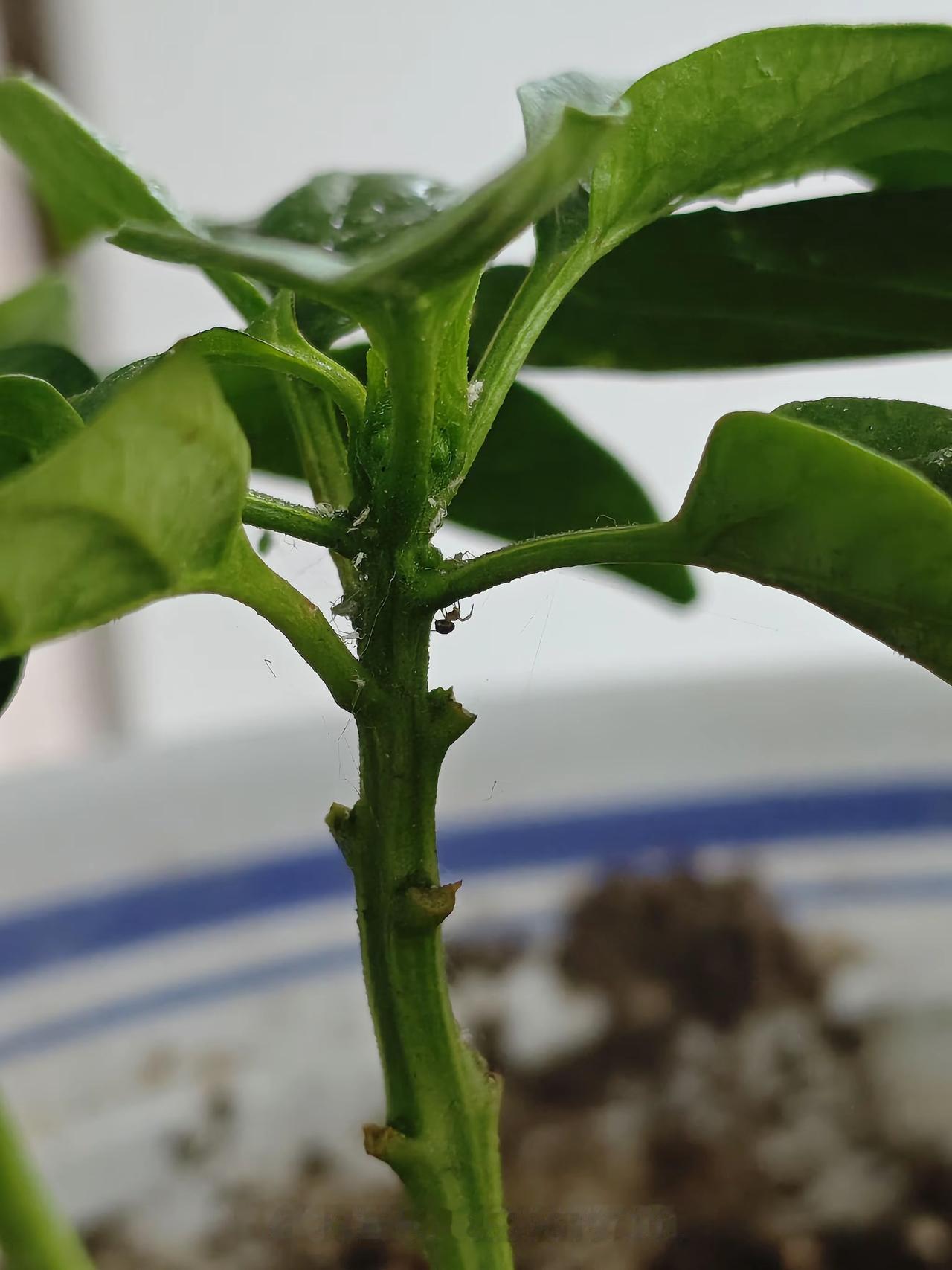 花椒，大蒜，辣椒熬水喷喷管用我试了，不行。又听说用石灰撒一撒有用，我试了不行。还