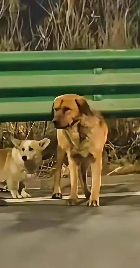 长春这七只狗狗的故事，看完直接破防，原本是同村朝夕相伴的毛孩子，品种各不相同，却