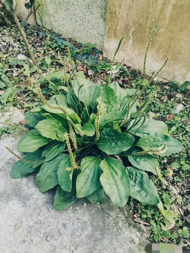 退烧神药——车前草