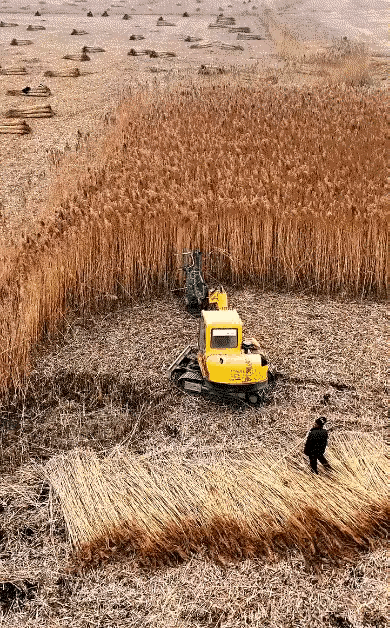 这收割机的工作效率太高了，这样一台机器，最起码能顶10个人的工作量，而且这东西不