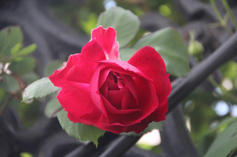 七绝|丙午月季吟月季开时被雨殇，苍葱绿叶掩沧桑。恍然节气清明尽，忘却经年