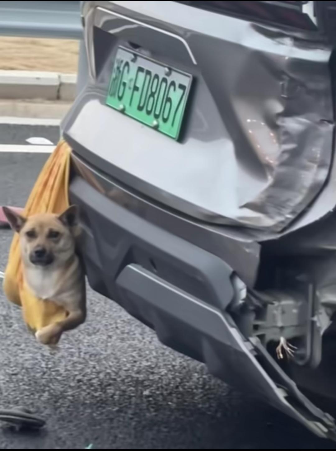 建议大家过年带狗子回家，不要放在外面！有的人不放车里面，是因为狗子晕车，只有