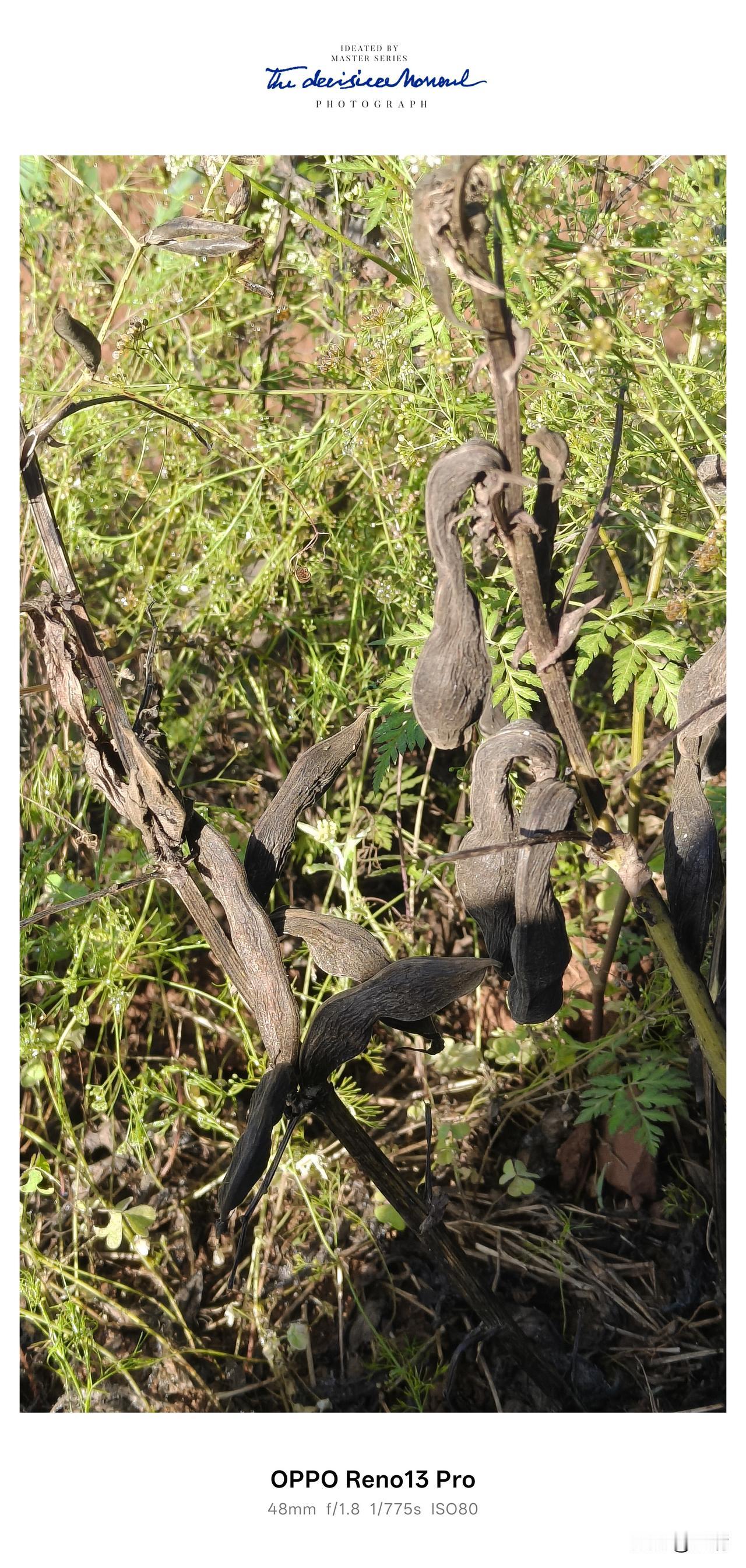 老家土边上随手种了几窝胡豆，懒得除草放任它野蛮生长🌱野草疯长，枝叶交错，等到