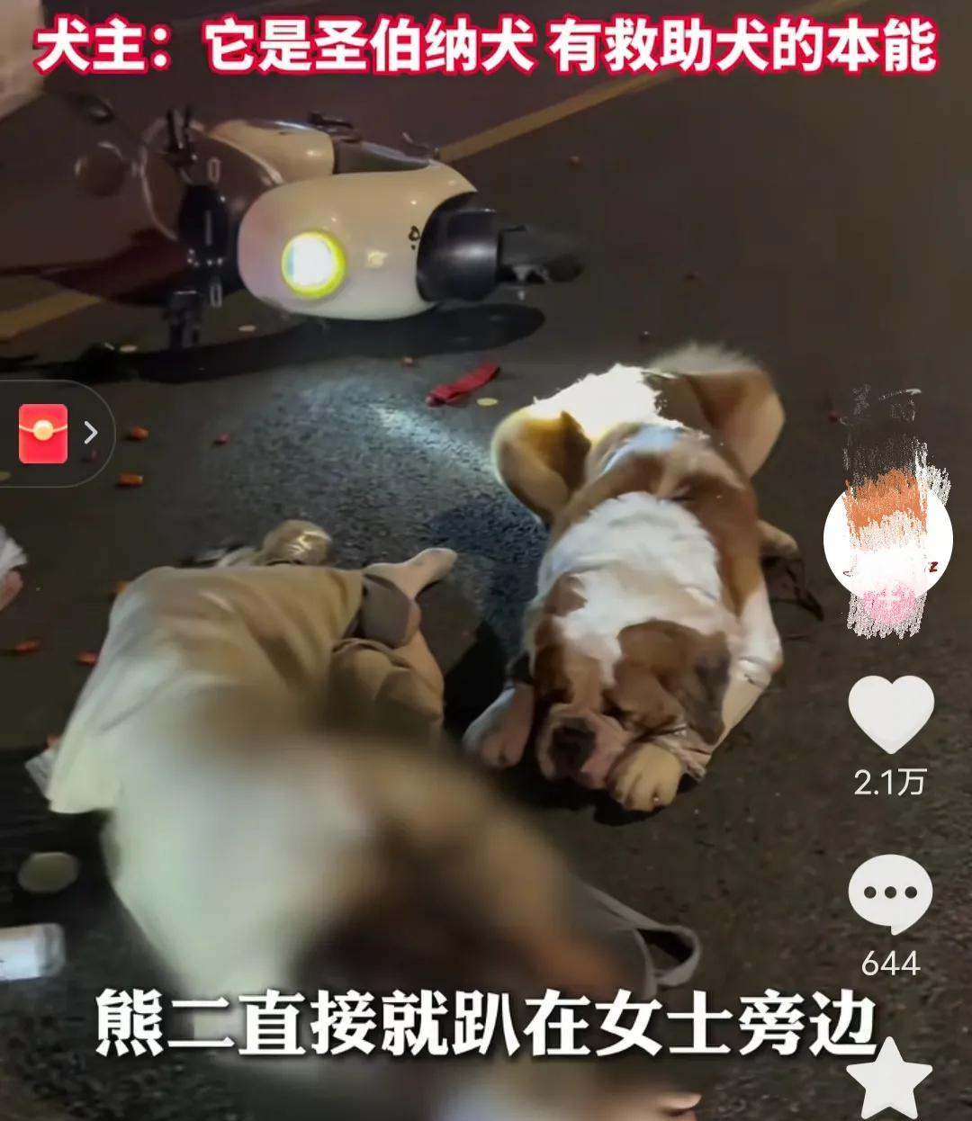 这个狗子真是不简单！近日，在黑龙江，张先生和他家狗子遛弯的时候，遇到了一起交通