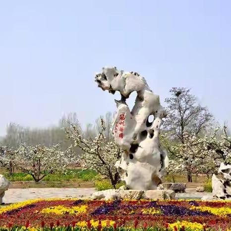 山东冠县的“梨树王”与河北邢台前南峪的“板栗王”，堪称华北平原上两颗遥相呼应的古