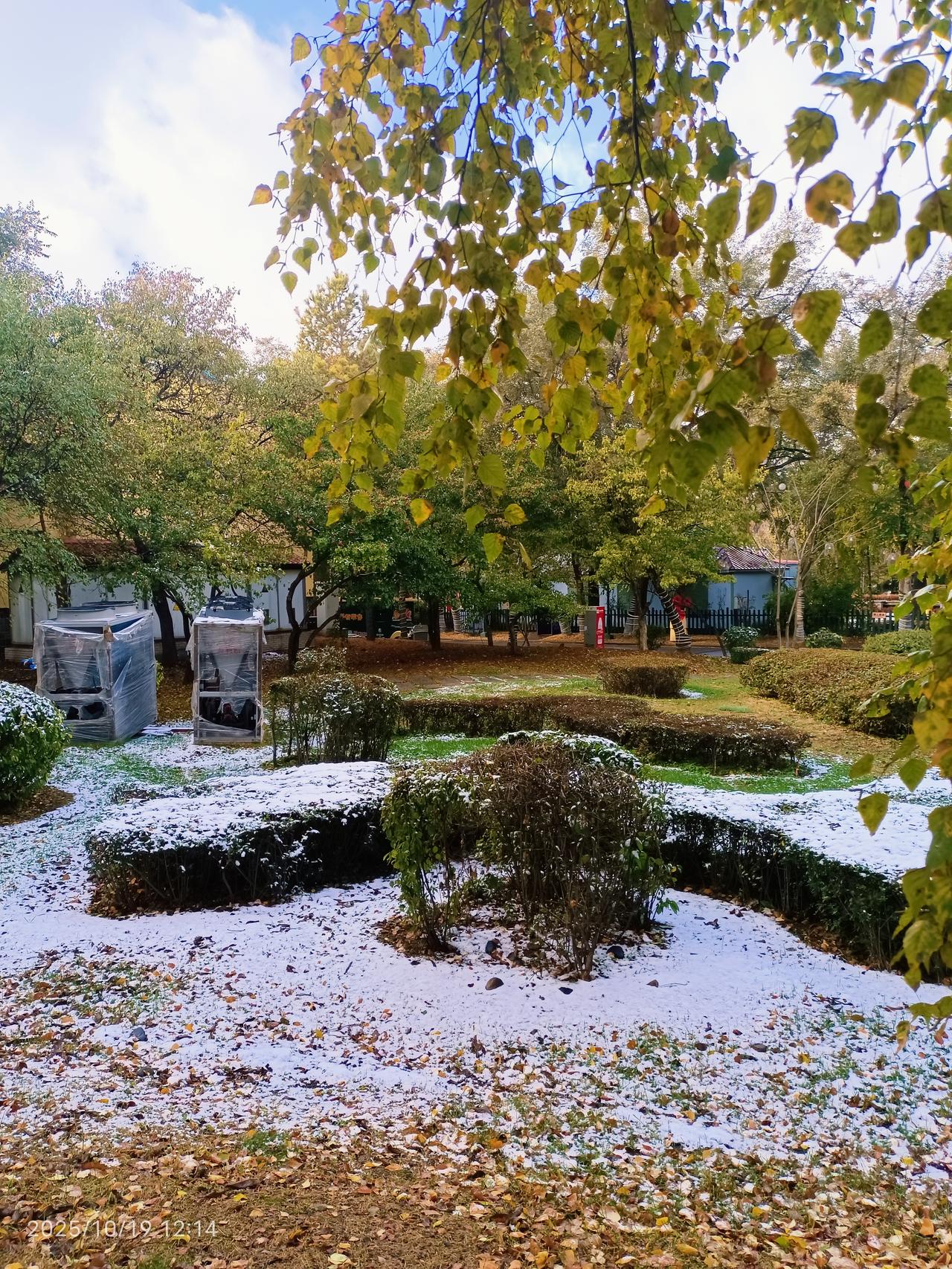 10月19日尔滨大雪纷飞，在太阳岛上坐着观光车大雪中逛太阳岛，在山里红树下捡一兜