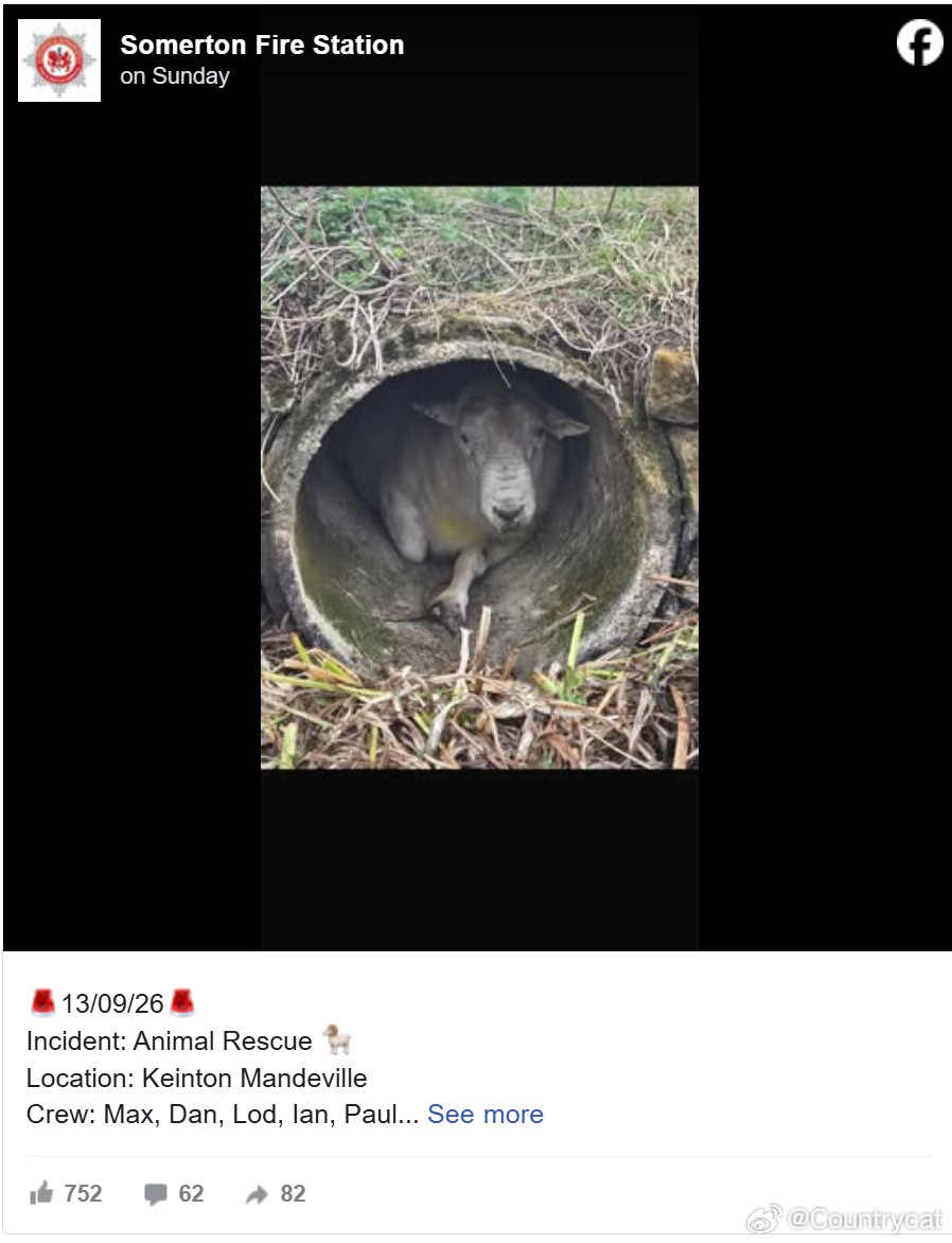 不堪9只母羊“热情追求”！百公斤公羊钻水泥管避难，结果被卡住海外新鲜事英国近日