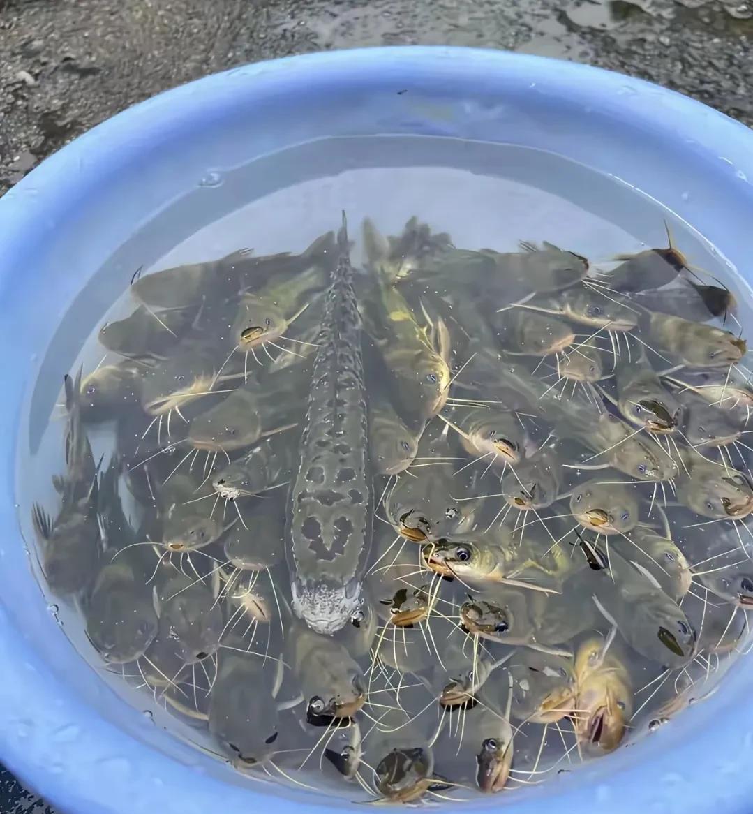 求助钓鱼大佬，帮我看看这是什么鱼，80块钱一斤，就算野生的也不会这么贵吧？