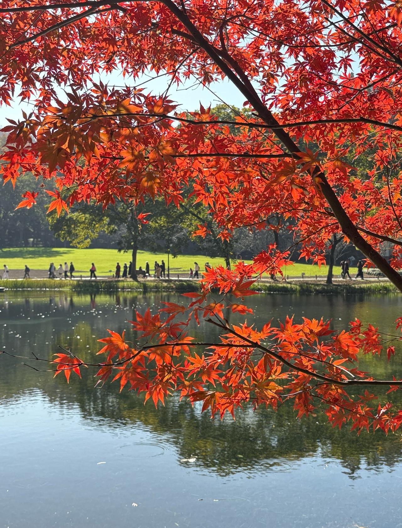 枫叶舞动秋日梦📍北京太子湾公园，九曜山休闲半日游秋日的太子湾公园已经被
