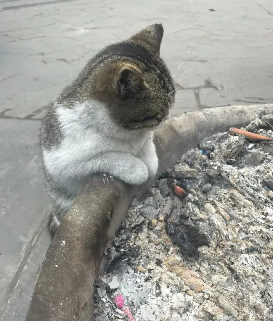 好担心它的抓子被烧着[捂脸哭]