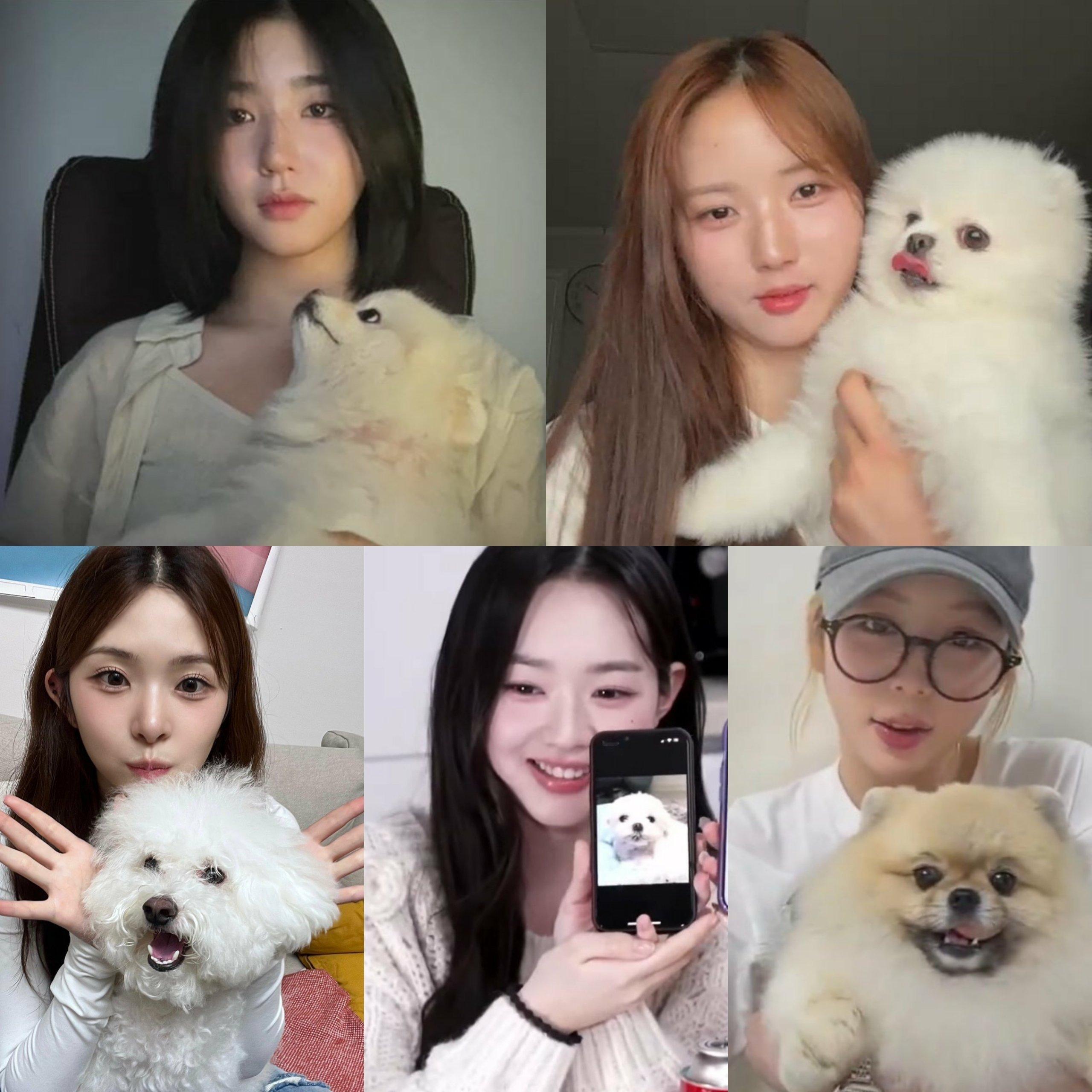 成员们的可爱狗狗泰女神：​​​