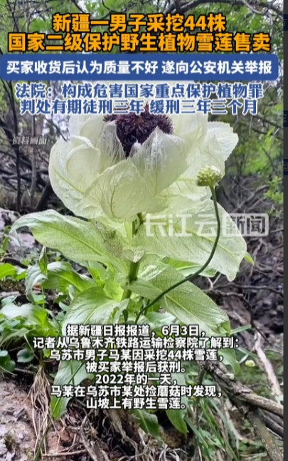 太缺德了！”2022年，新疆乌鲁木齐，一男子在山上非法采摘了44朵雪莲后，将其放