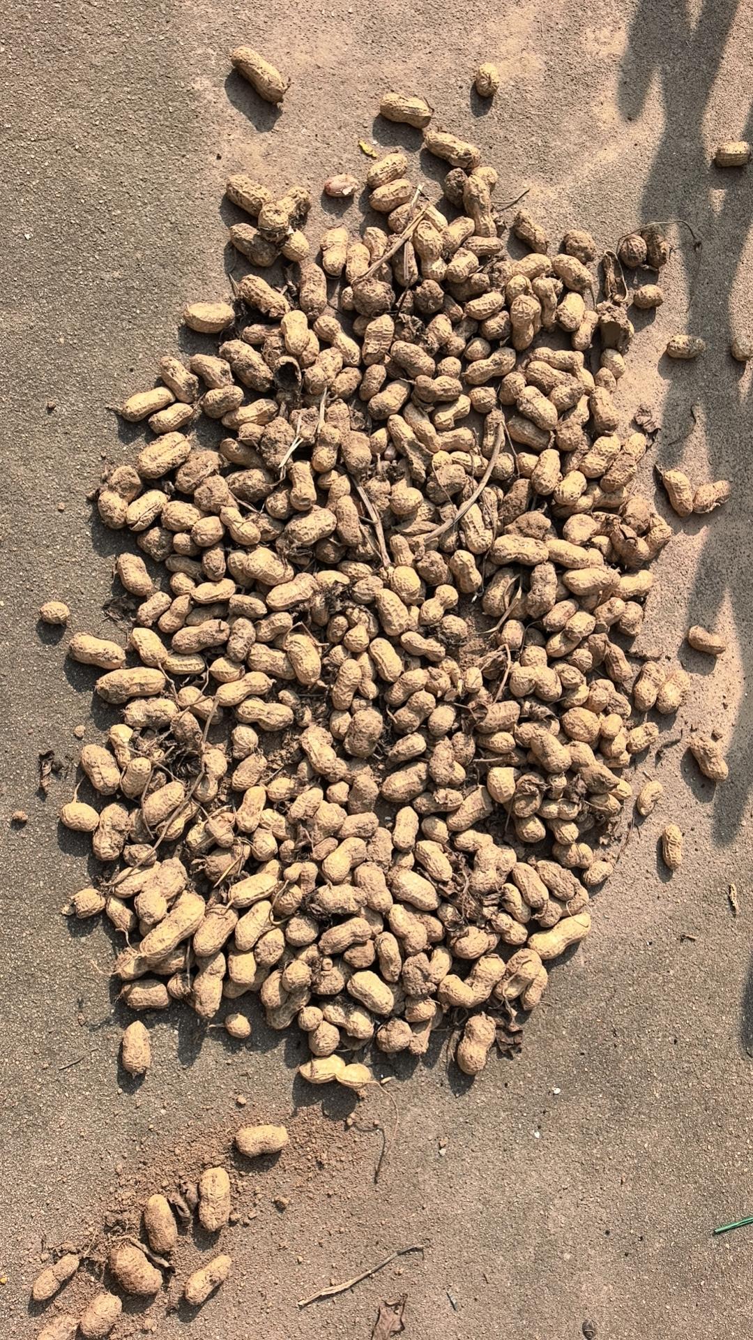 郑州今年雨水大，朋友包120亩地种的花生前几天一直田地成泥刨不出，这两天可以机器