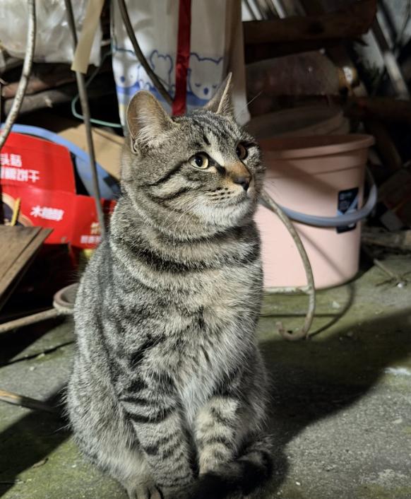在饭店吃饭时跑进来一只流浪猫，老板冲上去一脚踢在猫咪肚子上，猫咪被踢飞多远，老板