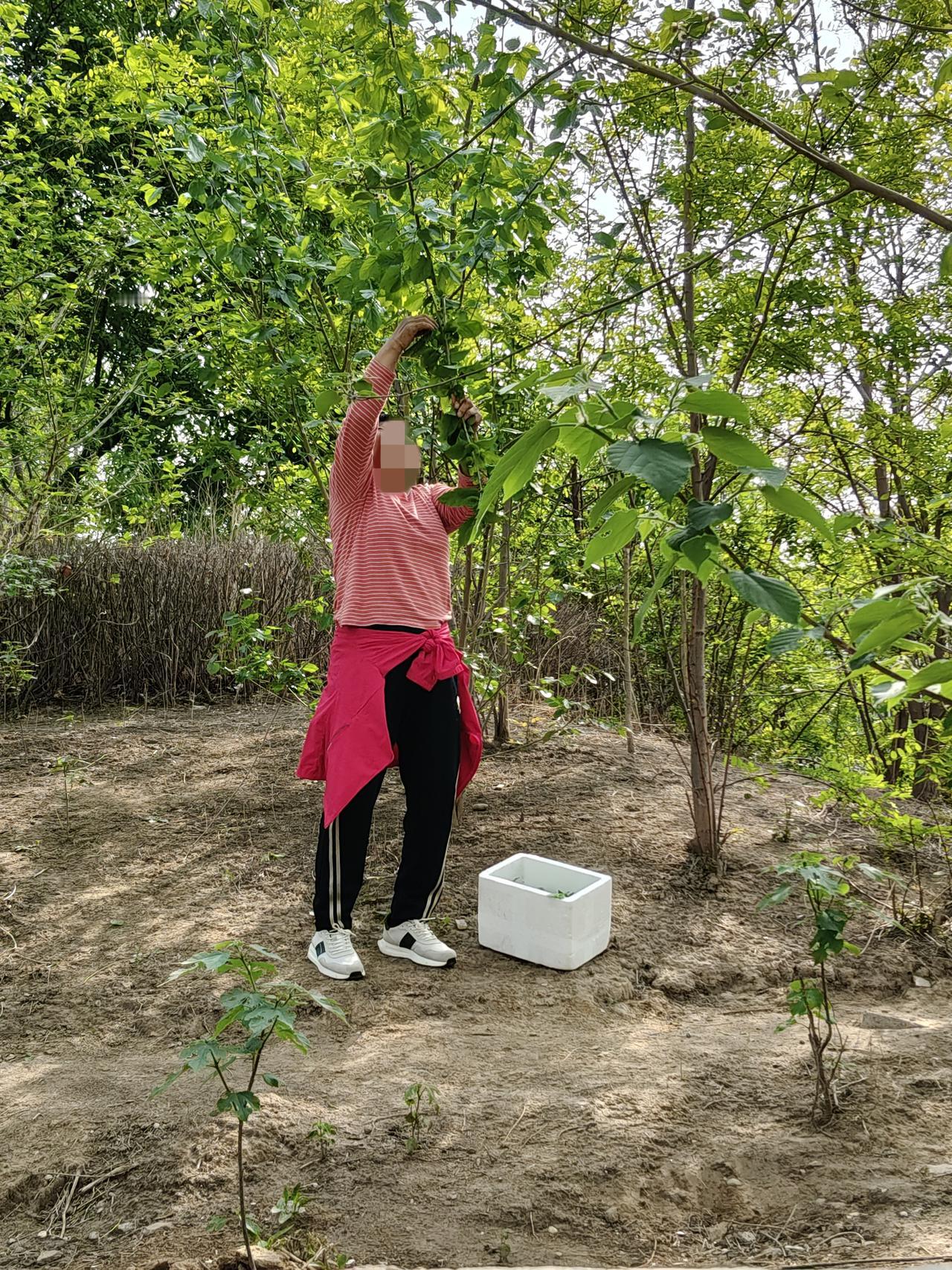 今儿看见采桑叶的在等554路公交时，车站后面的万丰郊野公园里，一位女士正揪着树