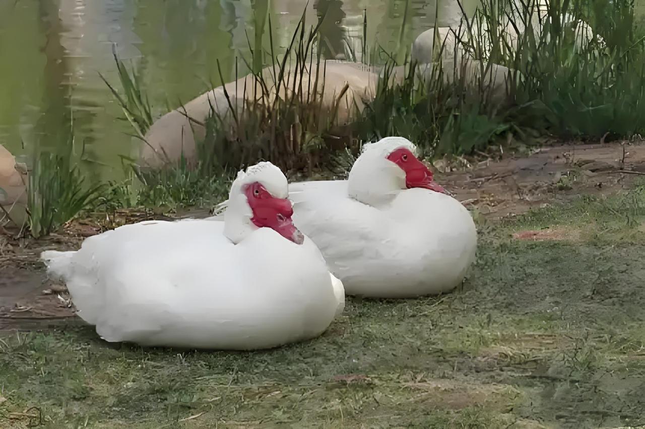 阳新屯鸟真是宝藏土特产！它似鸭非鸭，似鹅非鹅，在阳新已有三百多年养殖历史。这名字