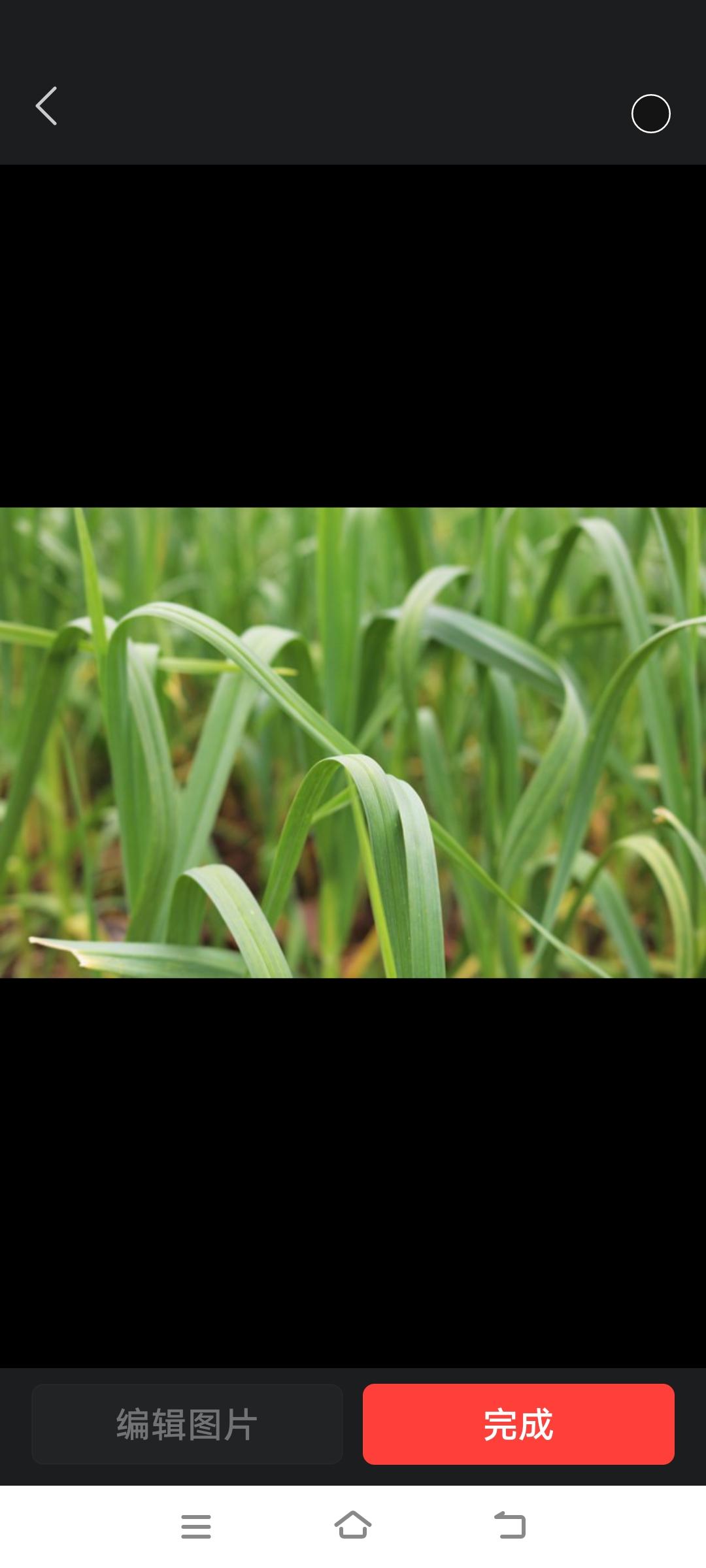 二姐打电话让我找几个人去给她家拔蒜苔，谁拔了谁要。“为啥不自己拔了卖？”我问