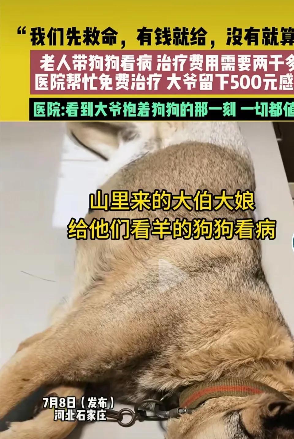 “先救命，有钱就给，没钱就算了！”石家庄某动物诊所，收治了一只误吞异物的狗狗，治