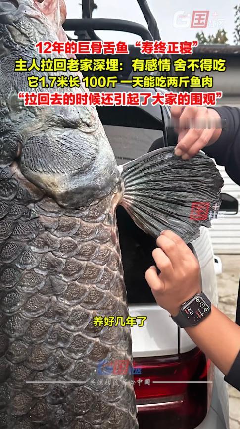 “活久见！”11月6日，山东滨州，一男子在家养了12年的巨骨舌鱼寿终正寝，为了纪