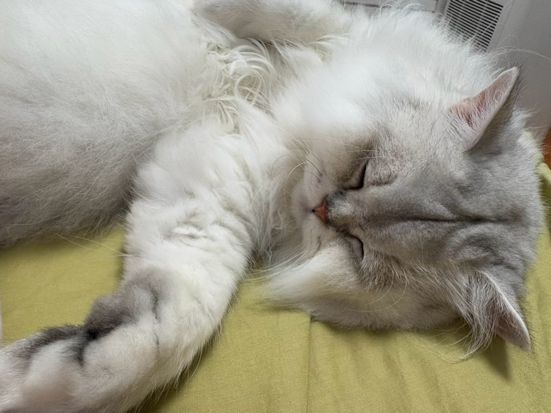 千只瘫痪小猫超65%吃同一品牌猫粮看了社交平台上很多人的猫走路都不稳，真的好心疼